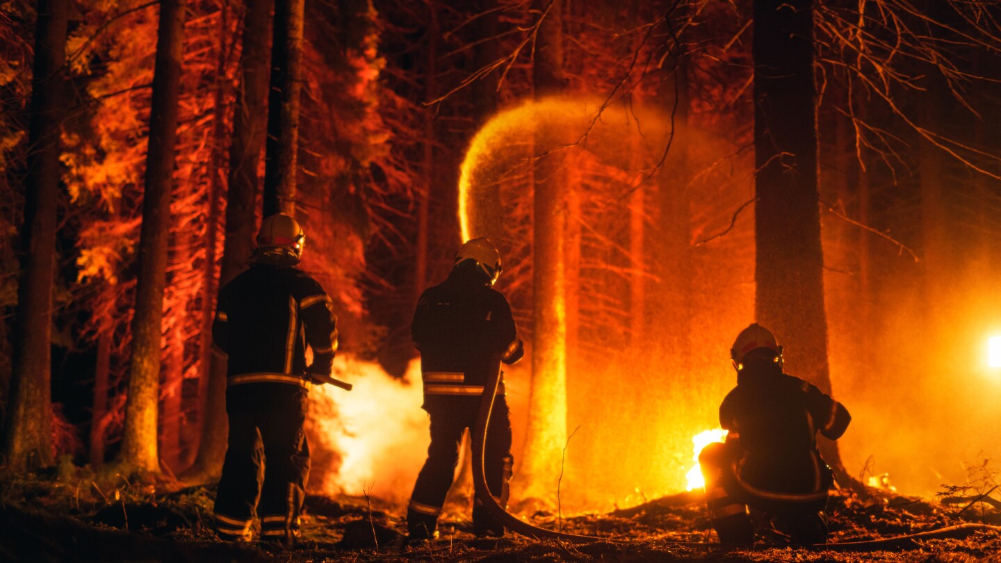 Shot From The Back of a Professional Firefighters Steadily Extinguishing a Forest Fire with the Help of a Fire Hose. Firemen Team Rescuing Wildland from Uncontrollable and Dangerous Brushfire.