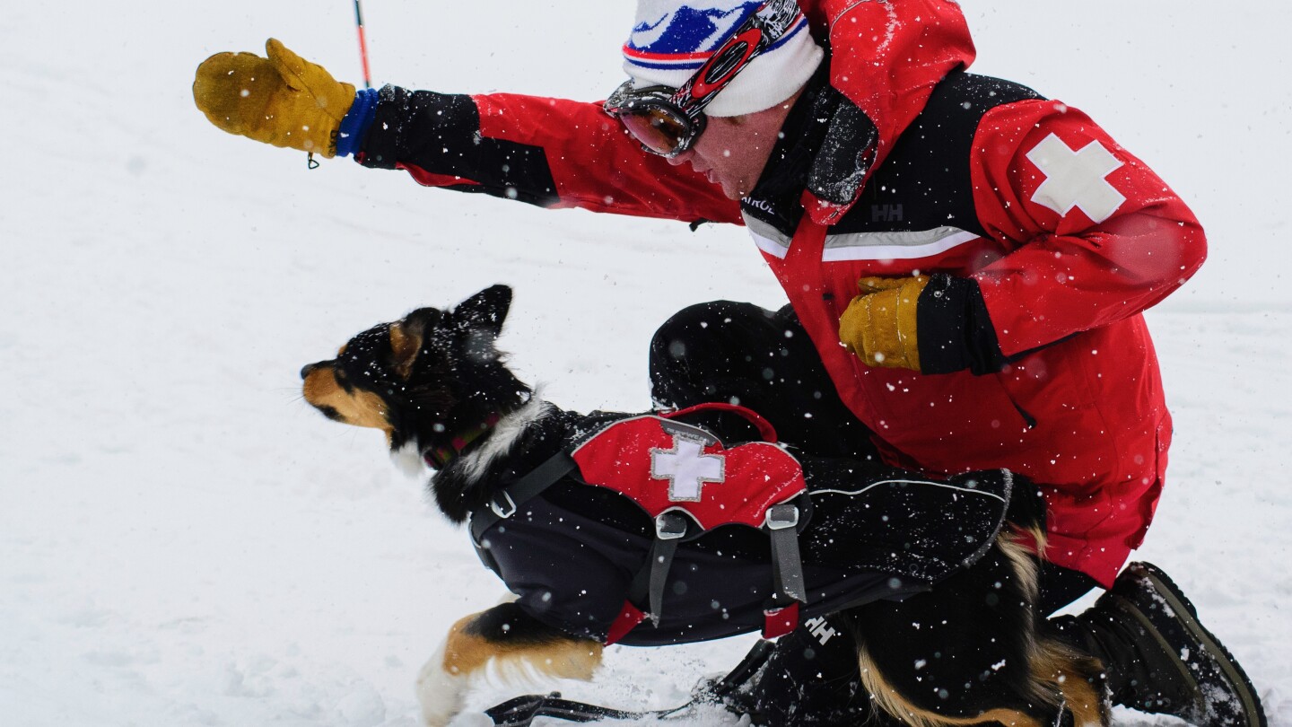 Avalanche Dog School.jpeg